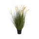 Grass Foxtail in pot